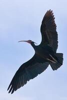 flygande nordlig skallig ibis, geronticus eremita, Kalkon foto