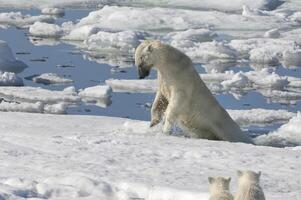 kvinna polär Björn, ursus maritimus, jakt en ringade täta, pusa hispida eller phoca hispida, och åtföljs förbi två ungar, svalbard skärgård, barents hav, Norge foto