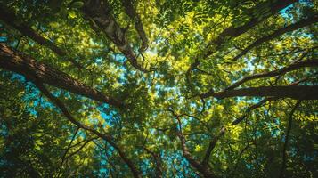 ai genererad skog träd se från Nedan in i de himmel. natur grön trä solljus bakgrunder foto