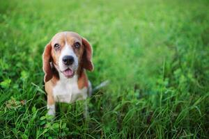 porträtt av söt trefärgad beagle hund Sammanträde på de gräs fält utomhus- ,fokus på öga med en grund djup av fält. foto