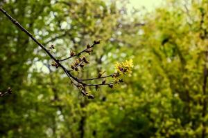 sittande ek eller quercus petraea ny springtime lövverk och manlig hängen foto