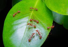 röd myror eller oecophylla smaragdina av de familj formicidae hittades deras bon i natur förbi omslag dem i löv. en koloni av röd myror står på grön löv. svart bakgrund med makro skott foto