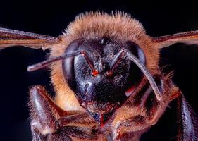 makro skott honung bi. närbild av ansikte fluffig huvud av insekt, flygande insekt bi makro lins, närbild av ansikte fluffig huvud av bi, flygande insekt. apis mellifera bi foto