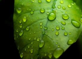 regndroppar på färsk grön löv på en svart bakgrund. makro skott av vatten droppar på löv. vattendroppe på grön blad efter en regn. foto