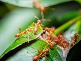 röd myror eller oecophylla smaragdina av de familj formicidae hittades deras bon i natur förbi omslag dem i löv. röd myra ansikte makro djur- eller insekt liv foto