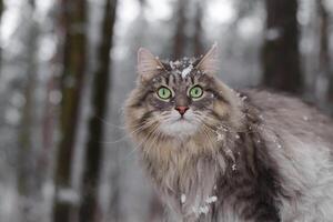 porträtt av en katt täckt med snö, närbild. grå fluffig katt med grön ögon ser ut, vinter- snöig skog. sibirisk ras. foto