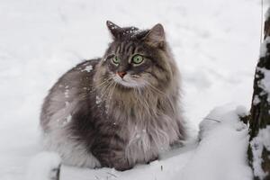 porträtt av en fluffig katt Sammanträde i de vinter- skog, närbild. grå katt av sibirisk ras med grön ögon ser till de sida foto