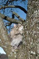 porträtt av en katt Sammanträde på en träd. fluffig sibirisk katt med grön ögon i de vinter- utanför. vertikal Foto