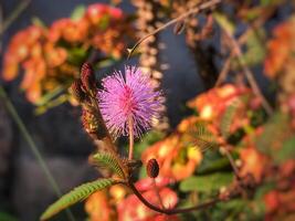 mimosa blomma, vild blomma foto