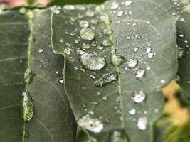 vattendroppar på ett blad foto