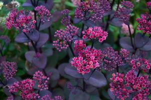 blommor av hylotelephium spektabla. bakgrund av lila blommor foto