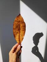 gulnade, torr blad i hand på en vit vägg foto
