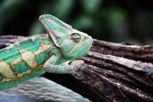 de förtäckt kameleont , chamaeleo calyptratus foto