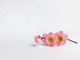 en kvist av körsbär blommar i blomma foto