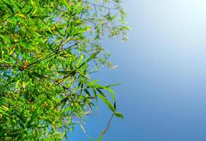 friskhet grön färg blad av bambu foto