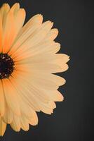 skön gul calendula i de trädgård, pott ringblomma foto