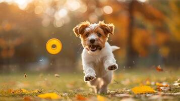 ai genererad små hund löpning genom fält med frisbee foto
