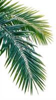 ai genererad isolerat kokos träd blad på vit bakgrund med vibrerande grön vertikal mobil tapet foto