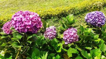 skön hortensia blommor i de trädgård foto