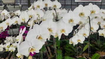 vit orkidéer blomning i de blomma trädgård foto