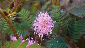 stänga upp av blyg prinsessa blommor växande i de trädgård foto