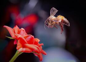 flygande honung bi samlar pollen på rosa blomma eller reste sig. bi flygande över de röd blomma i fläck bakgrund. de värld av insekter i makro fotografi bi samlar pollen foto