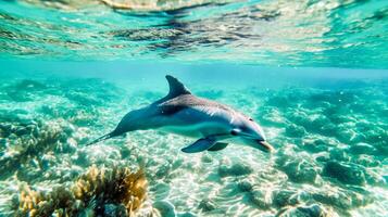 ai genererad en delfin glider med enkel elegans i klar turkos vattnen över en korall rev, fångande de lugn skönhet av marin liv. foto