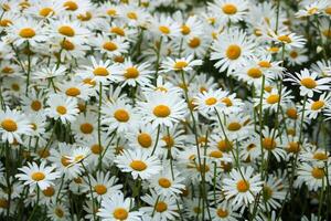 daisy blommor i natur. vit och gul daisy är de symbol av vår. foto