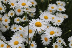 daisy blommor i natur. vit och gul daisy är de symbol av vår. foto