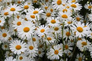 daisy blommor i natur. vit och gul daisy är de symbol av vår. foto