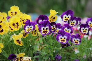 altfiol tricolor är en allmänning europeisk vild blomma, växande som ett årlig eller kort levde perenn. foto