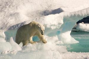 polär Björn, ursus maritimus, på flytande is, davis sund, labrador ser, labrador, kanada foto
