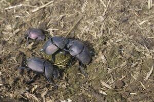 dynga skalbagge eller scarab skalbagge tryckande avföring runda boll, kwazulu natal provins, söder afrika foto