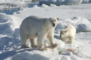 kvinna polär Björn, ursus maritimus, med ett Valp, svalbard skärgård, barents hav, Norge foto