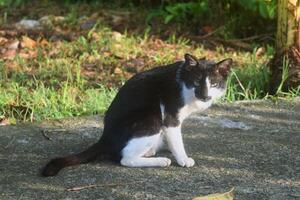 en svart och vit sällskapsdjur katt på en Land väg foto