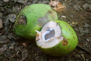 två ung skalad grön kokosnötter i en trädgård foto