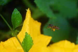 honung bin flyga till gul pumpa blommor foto