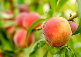 mogen persikor frukt på en gren foto