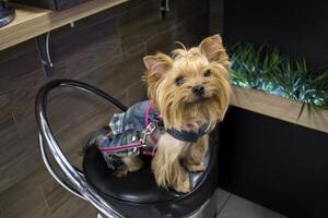 skön yorkshire terrier Sammanträde på en stol. foto