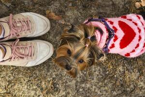 en söt yorkshire terrier nära flickans fötter, utomhus. foto