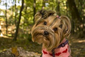 yorkshire terrier i de parkera på höst. söt hund utomhus. foto