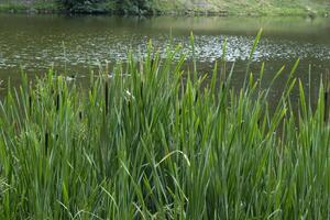 grön bulrushes nära sjö på sommar. foto