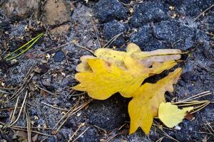 de gul löv av ett ek träd. fallen löv. ek löv på de jord. foto