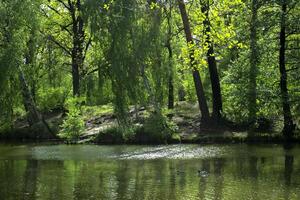 en damm i de skog. skön sommar landskap. foto