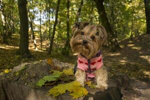 yorkshire terrier i de parkera på höst. söt hund utomhus. foto