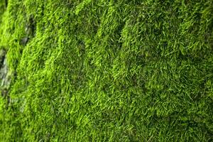 naturlig mossa textur. grön mossa bakgrund. foto