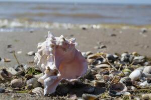 skön snäckskal på de sand av de strand. mollusk skal. stänga upp. foto