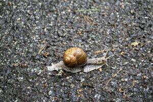 snigel på asfalt efter regn. vild natur stänga upp. foto