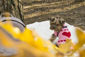 de söt yorkshire terrier sitter på de skräp i de skog foto