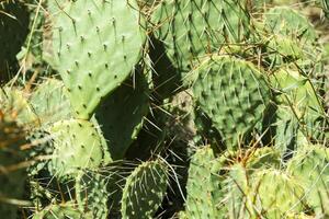 kaktus fält stänga upp. foto
